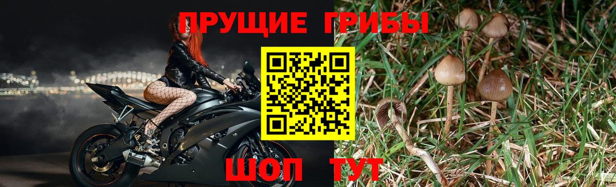 Псилоцибиновые грибы Psilocybine cubensis Кушва